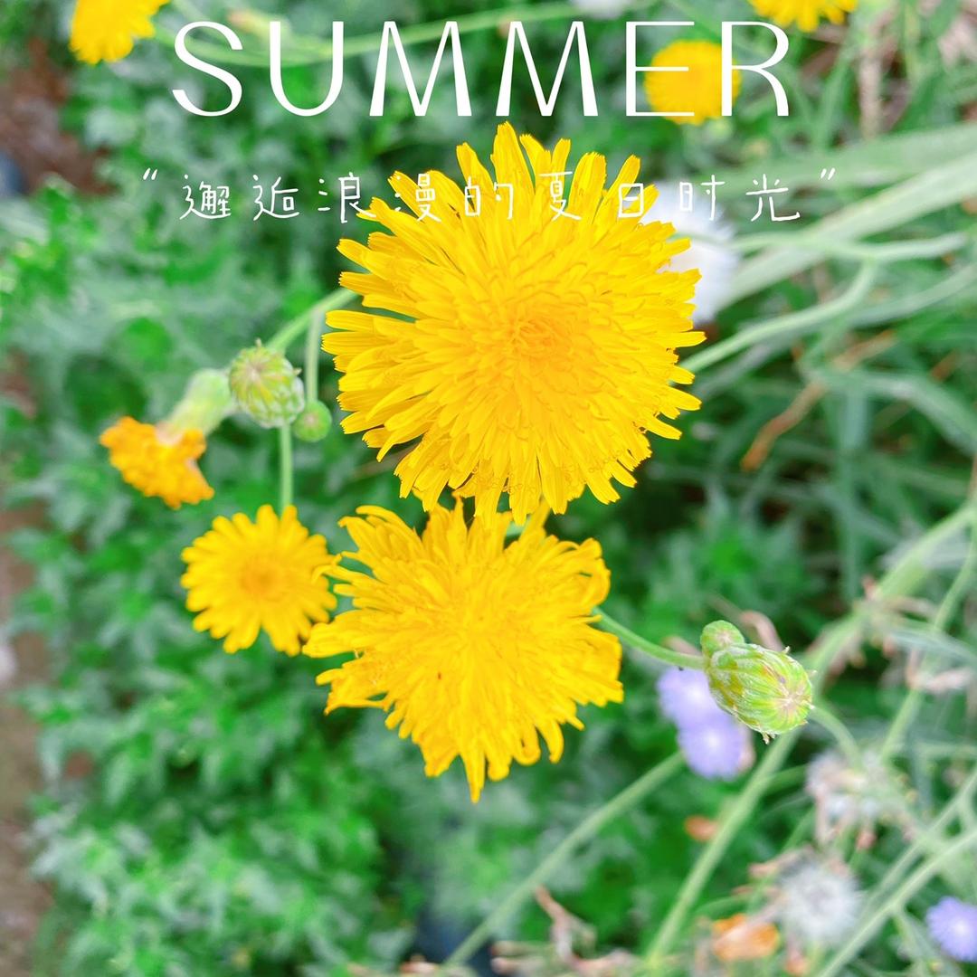 Summer …
