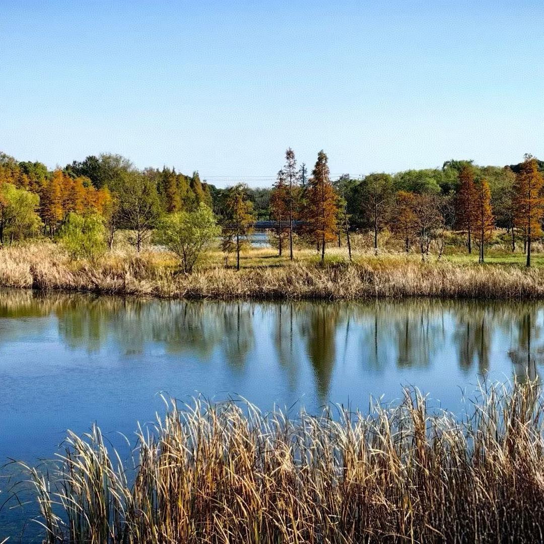 🍋柠檬🍋‍🟩