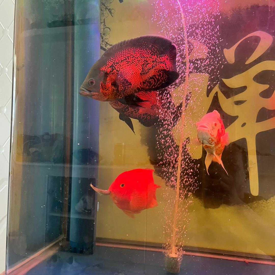 玩转