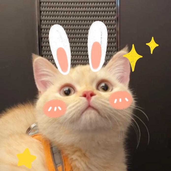 憨憨小猪咪🐷