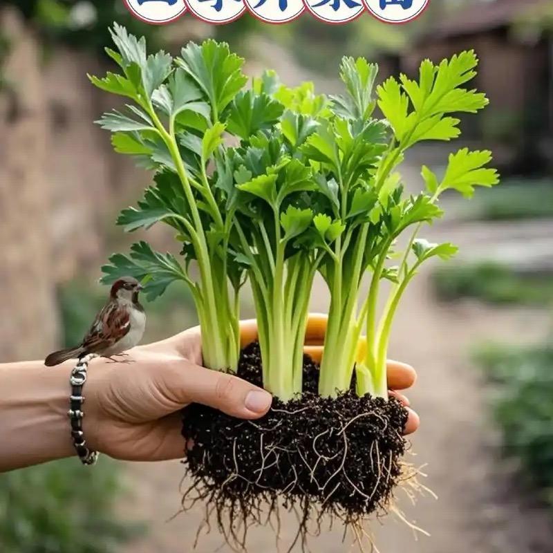 龘龘蔬苗