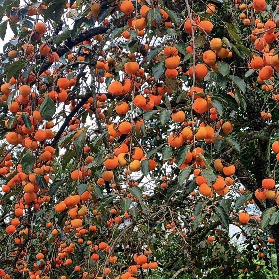 巧克力脆柿子情报局