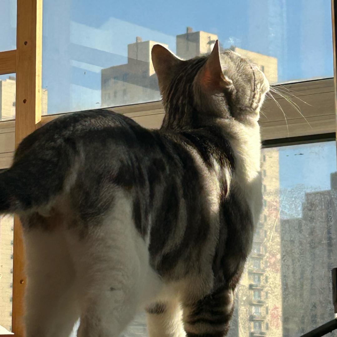菠萝猫猫头