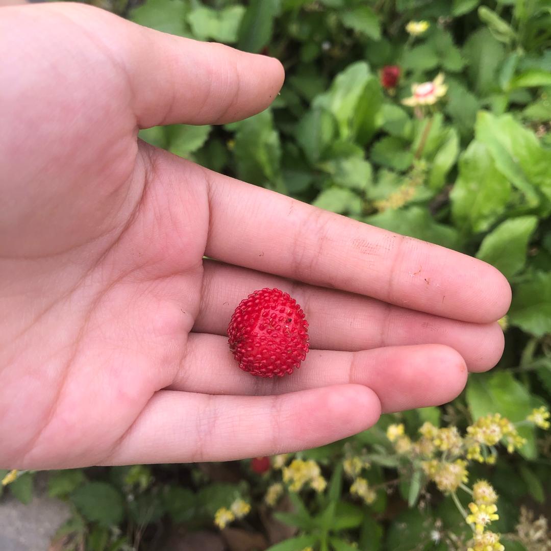 美素布艺
