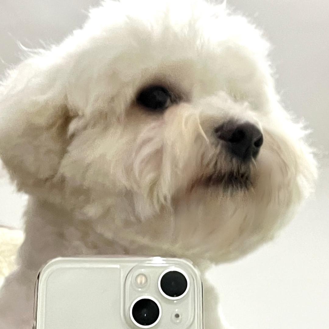 咩咩咩🐑