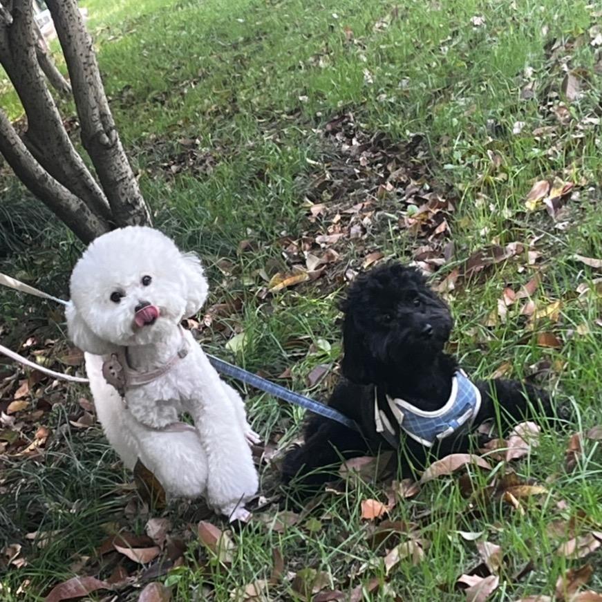 小不点是只比熊