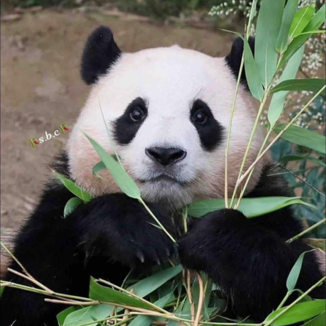 胖狗狗