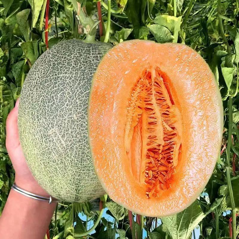 西域疆果地水果供应链