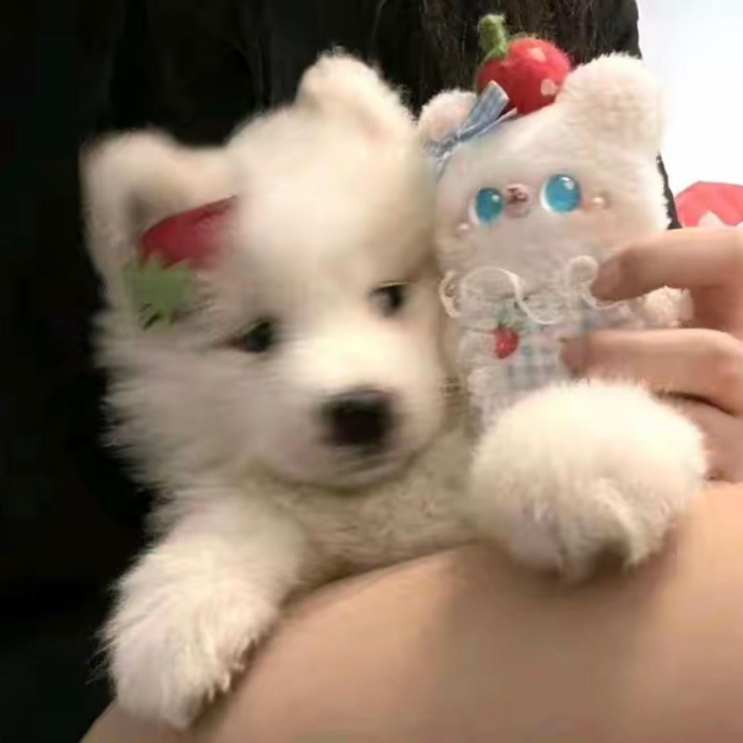 小狗熊要变聪明噢🐻