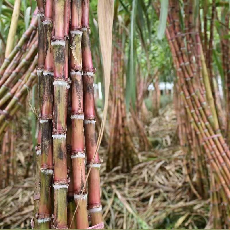 云南文山小珍水果店