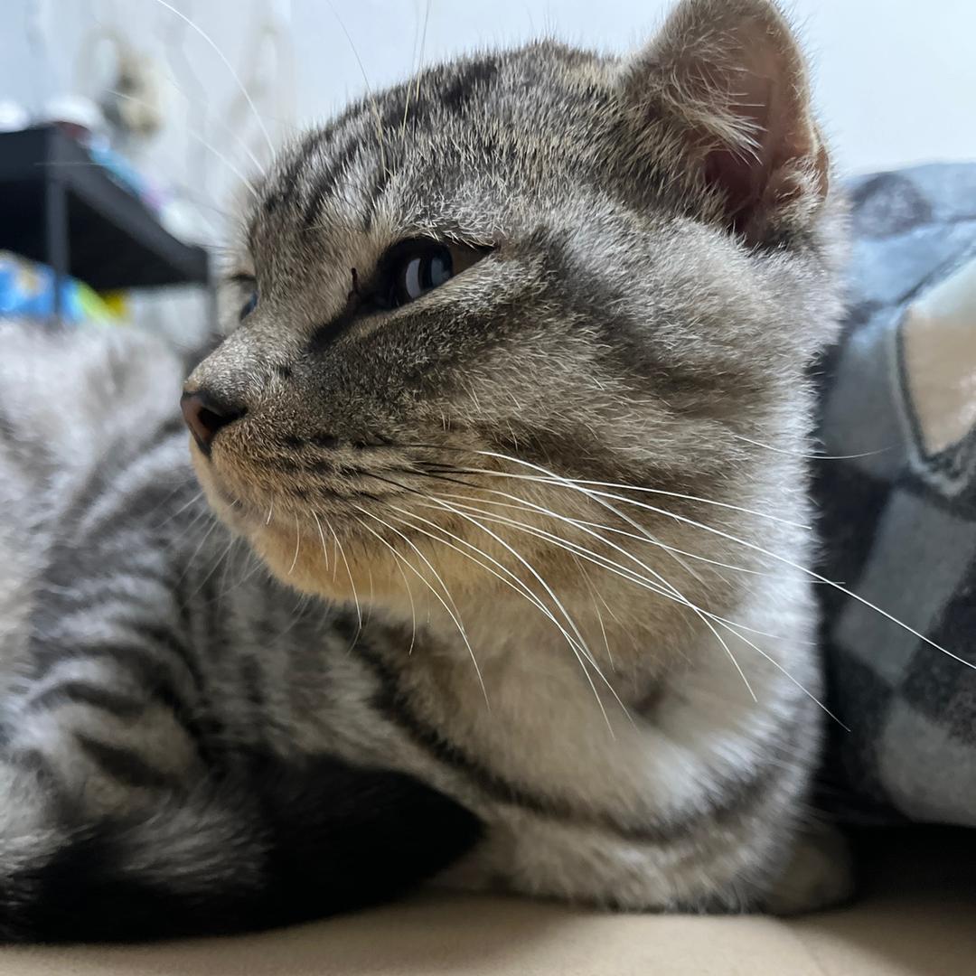 美短折耳·王多乐