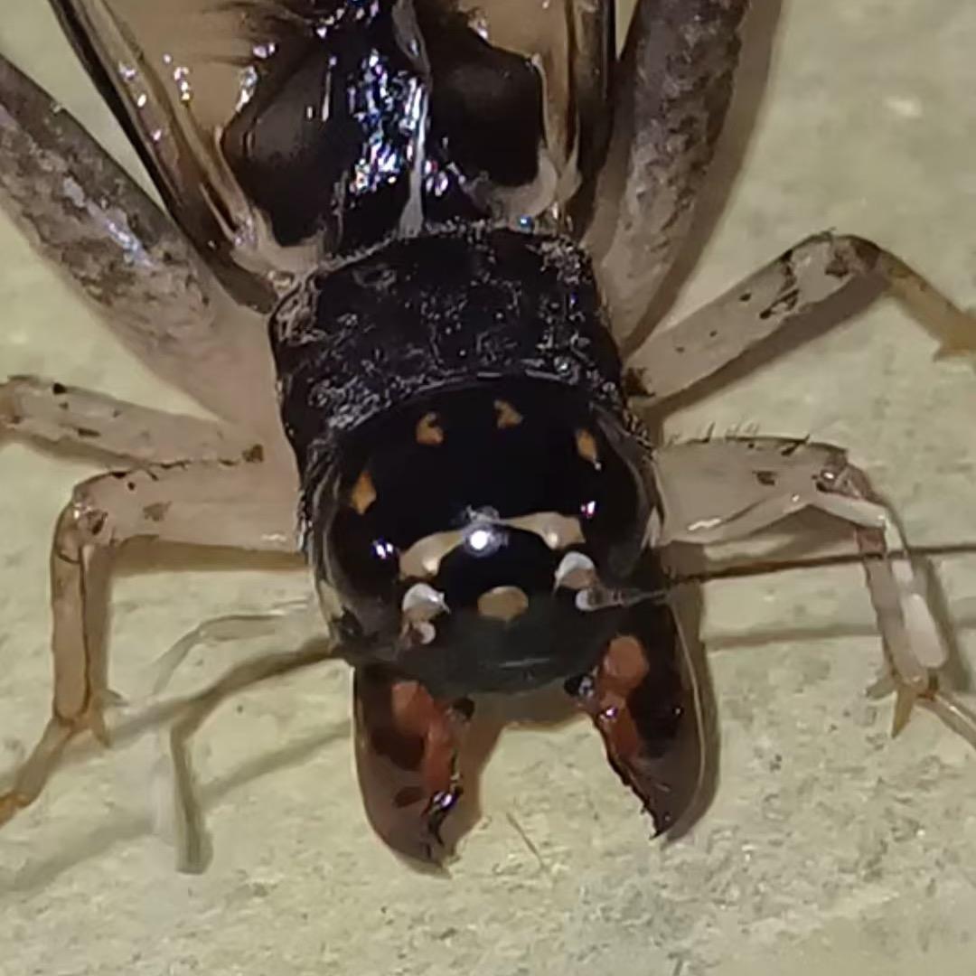 户外野生蟋蟀🦗大旗