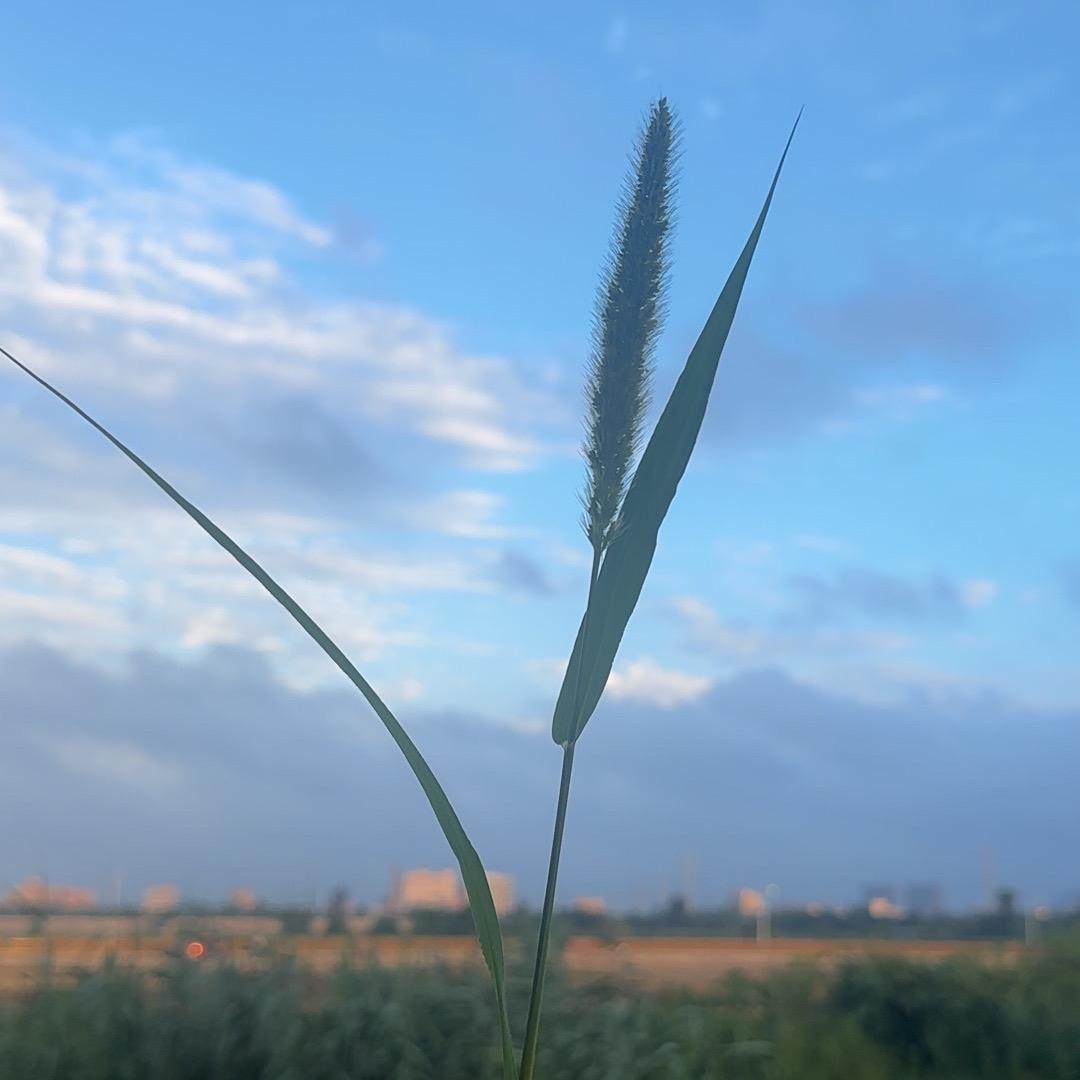 柠夏