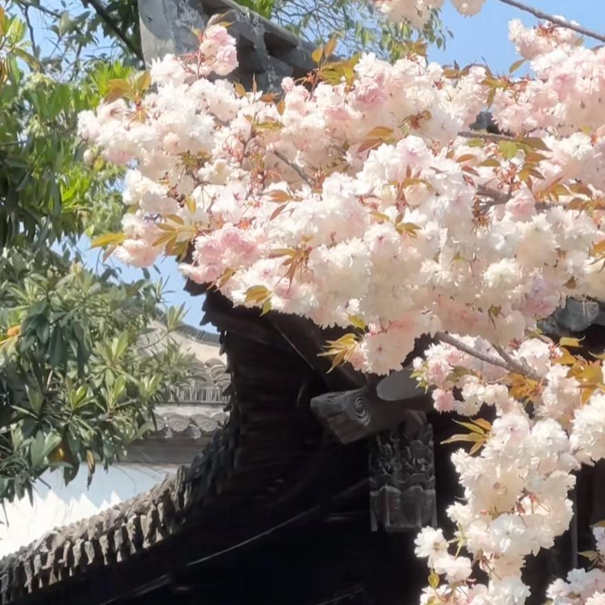 白桃