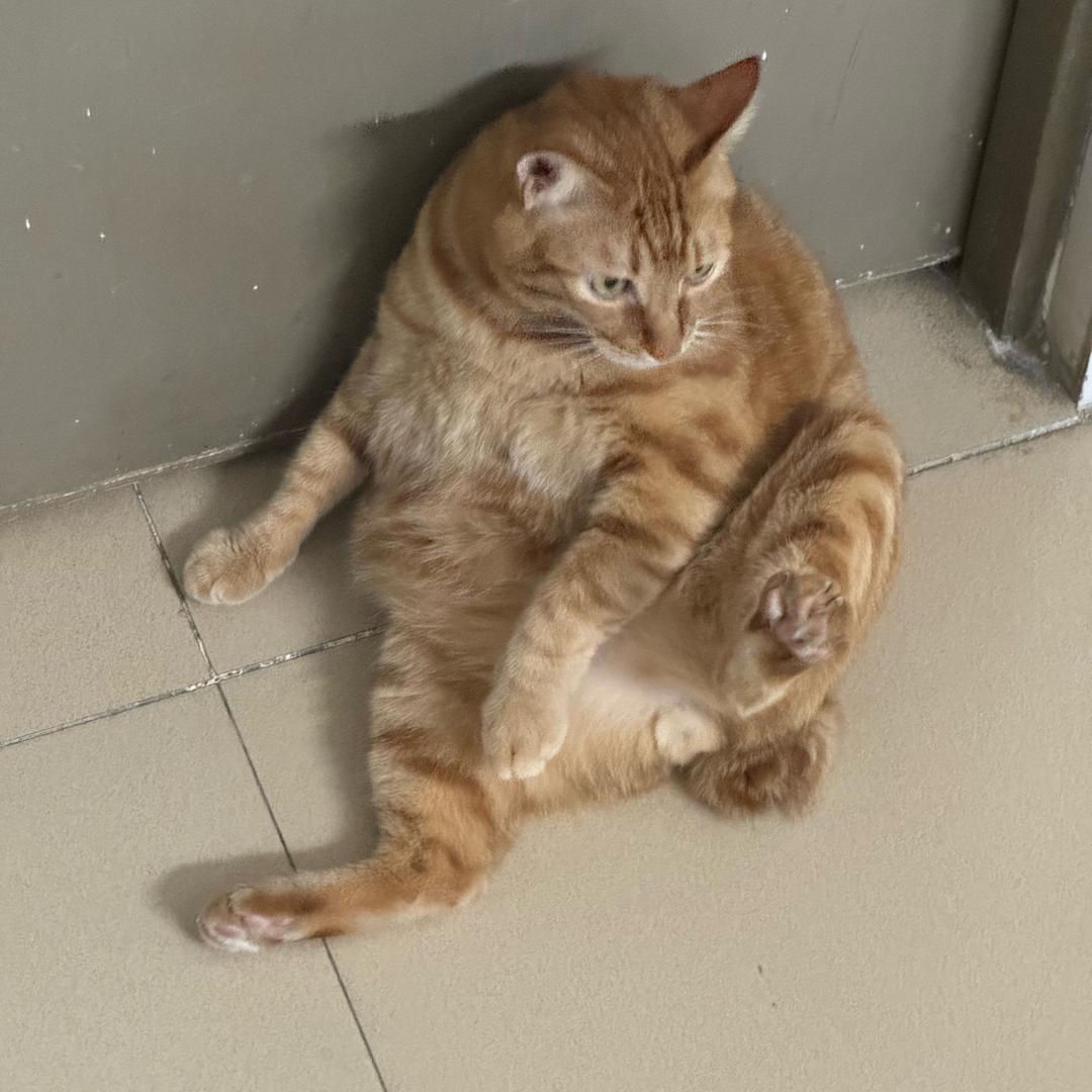 怪怪🐾