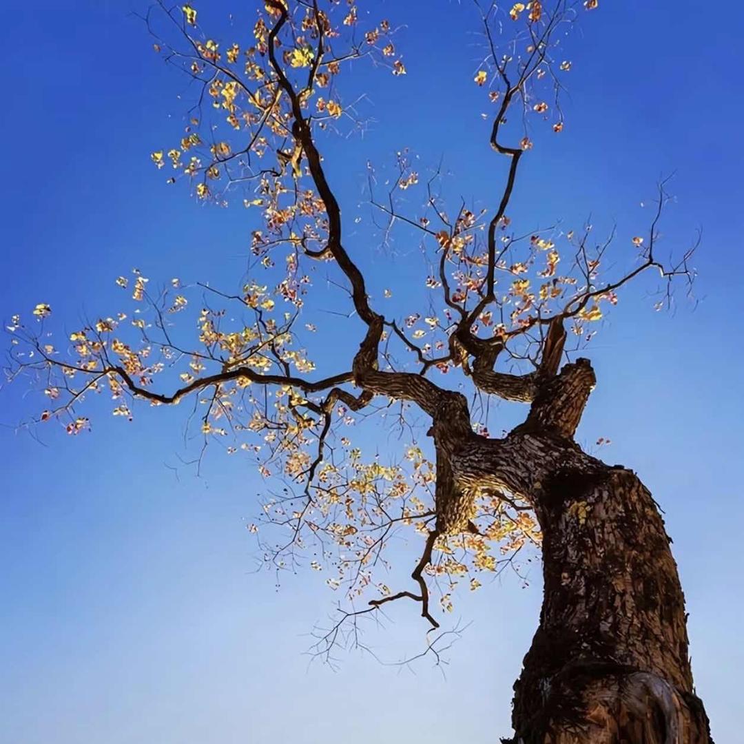 ╰☆╮揽🌟星╭☆╯