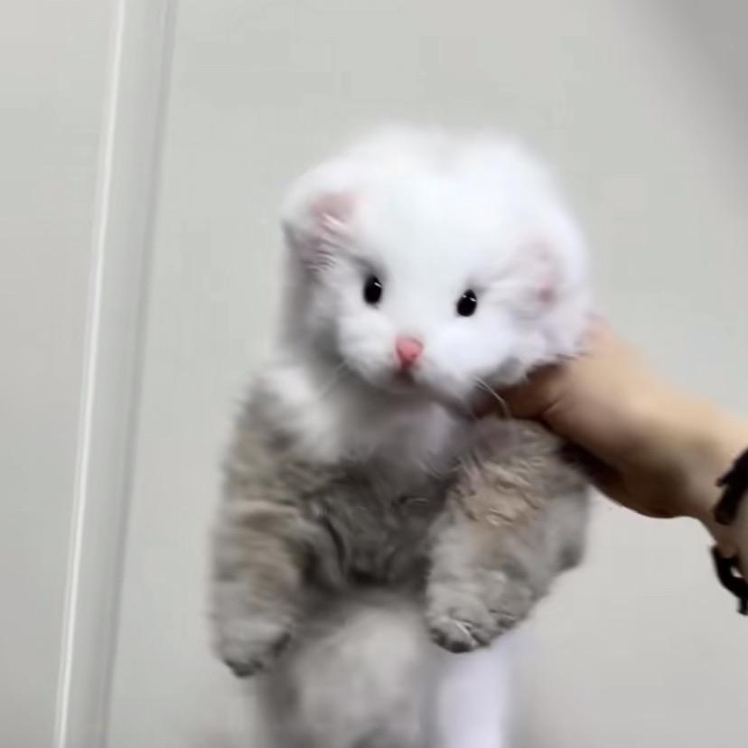 yy.