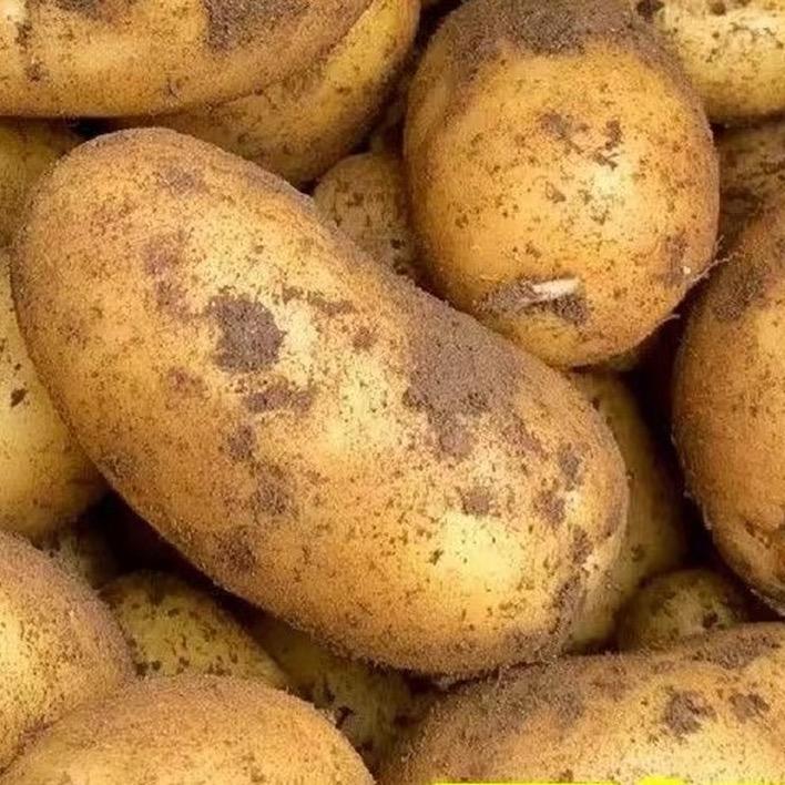 黄面黄心土豆子