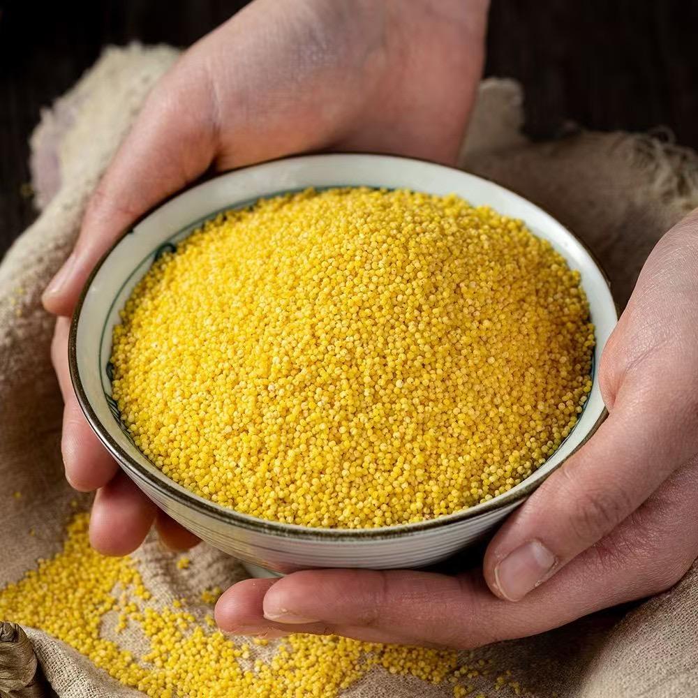 东北农家糯黄小米