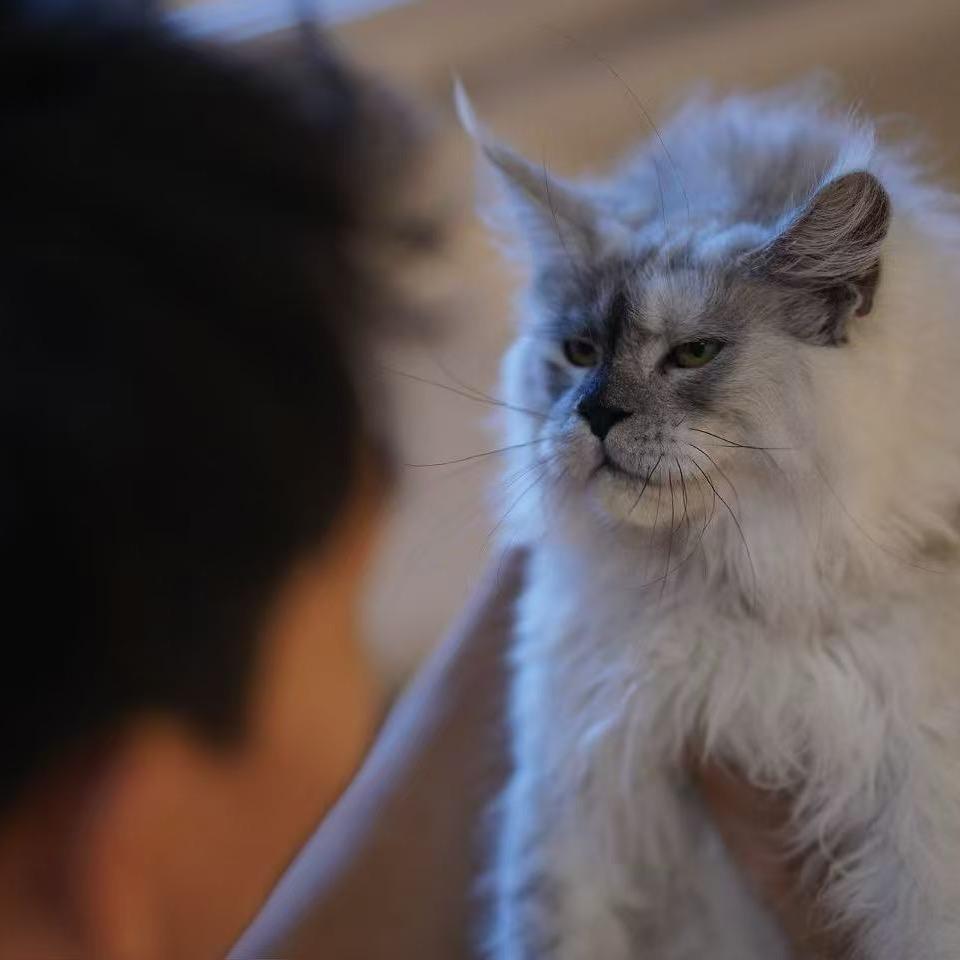 大杨萌宠