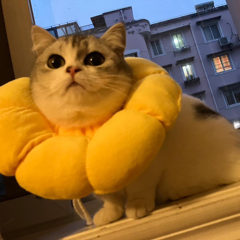 深夜的猫儿