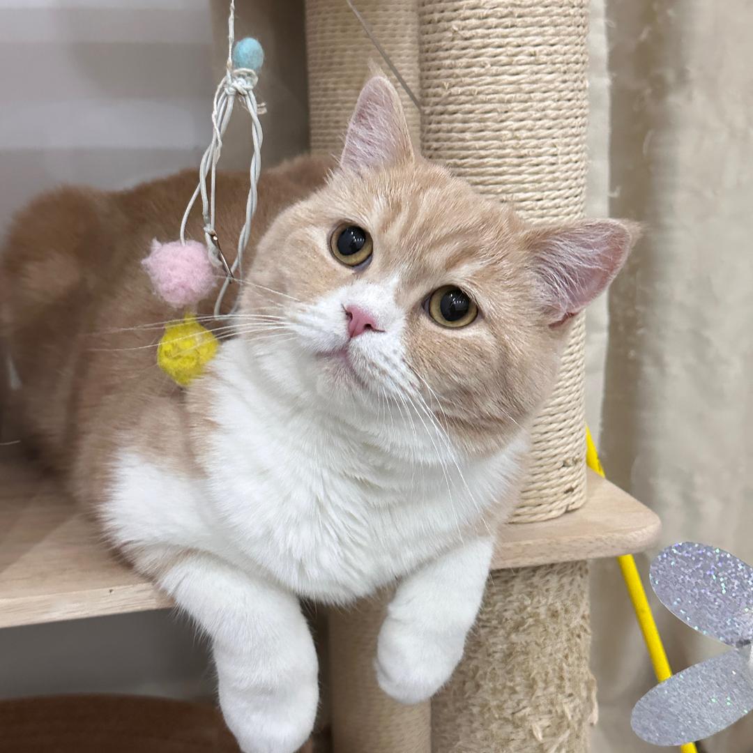 四只摸凹猫