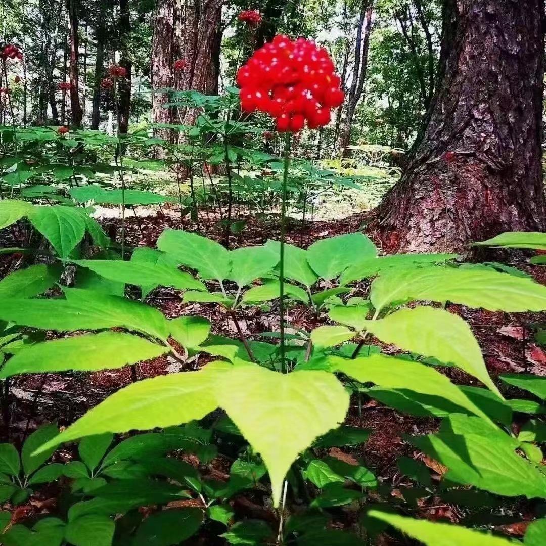 长白山参果正红惠参园