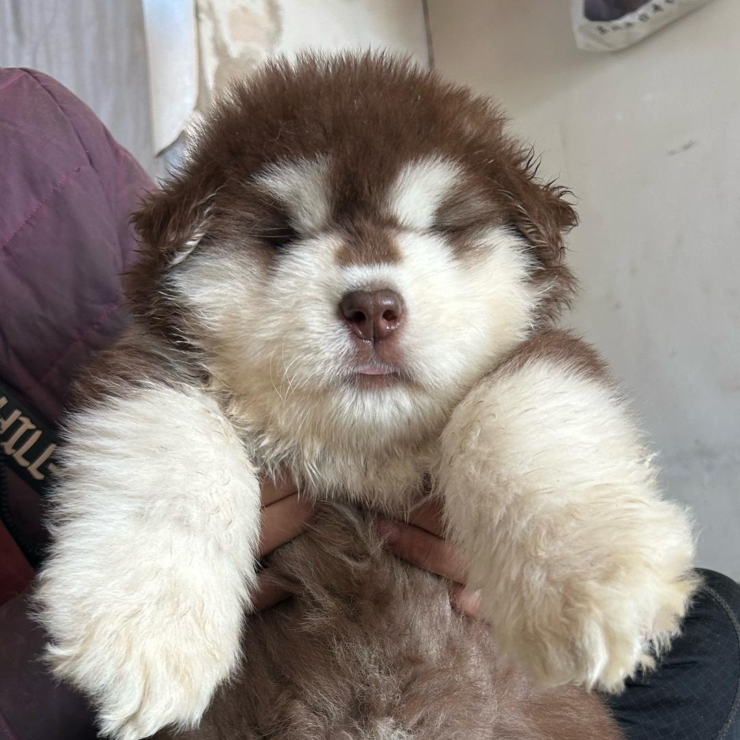 多多宠物（直播号）