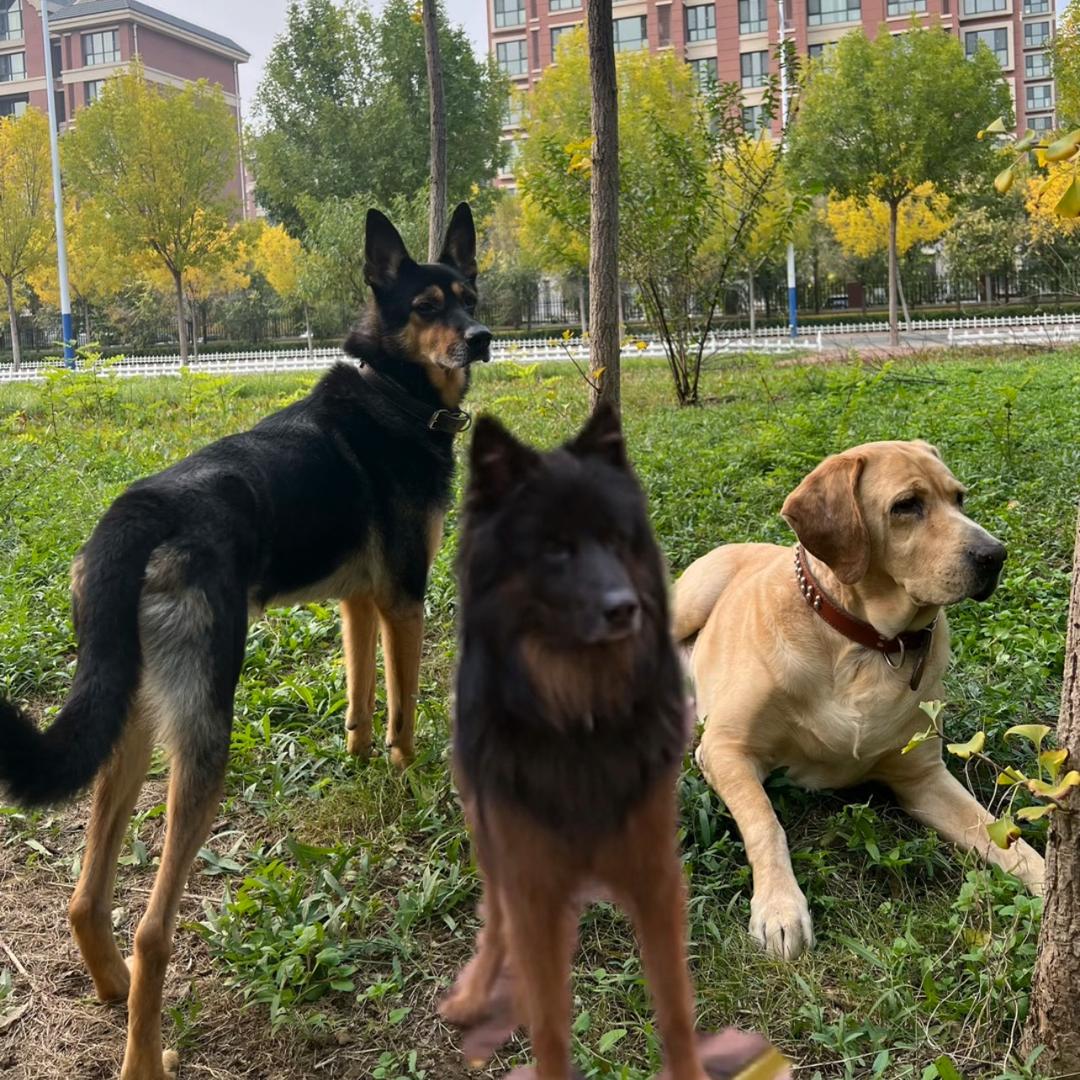 小七小虎和路路