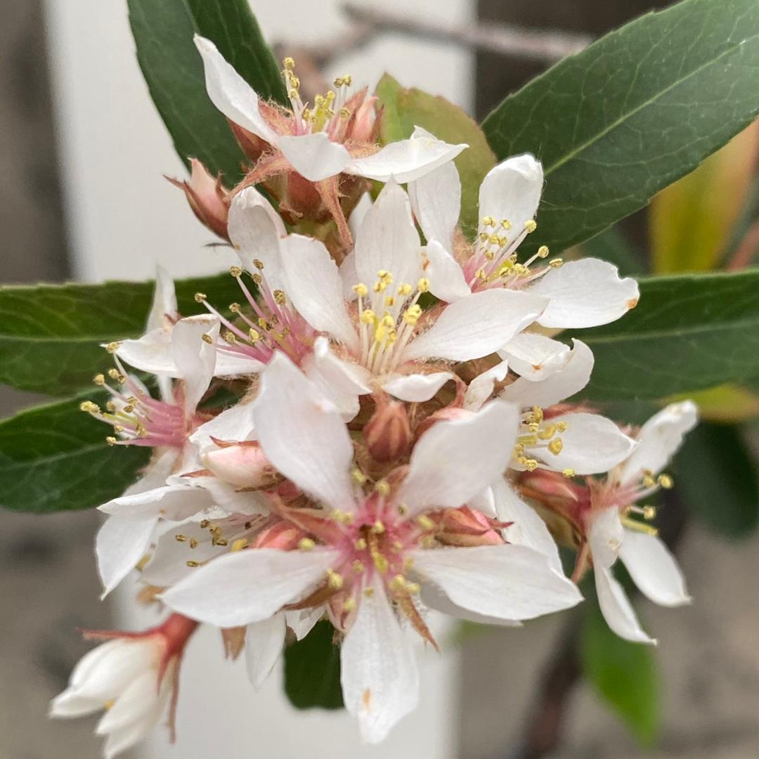 🌸