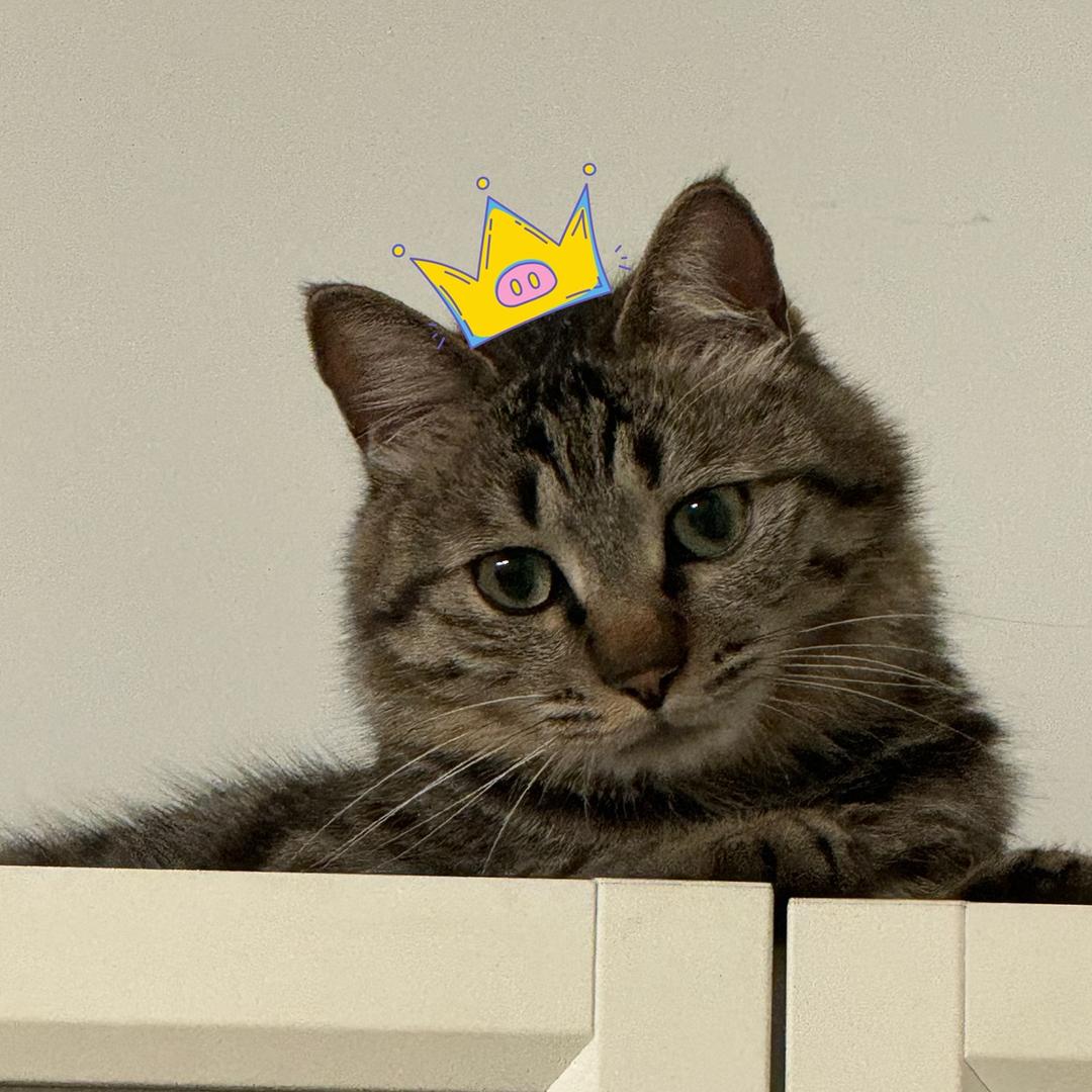 八戒是只狸花喵