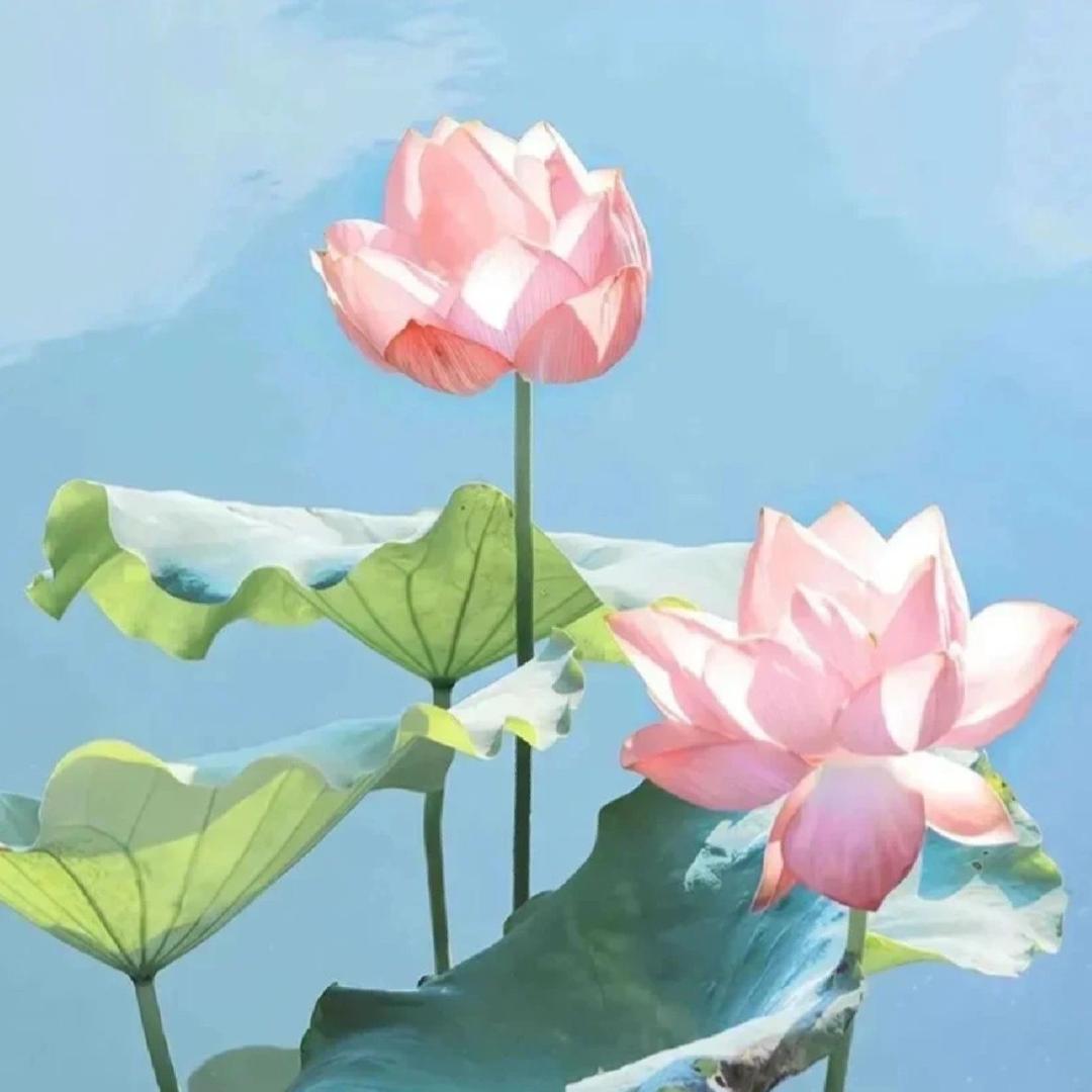 山云雾