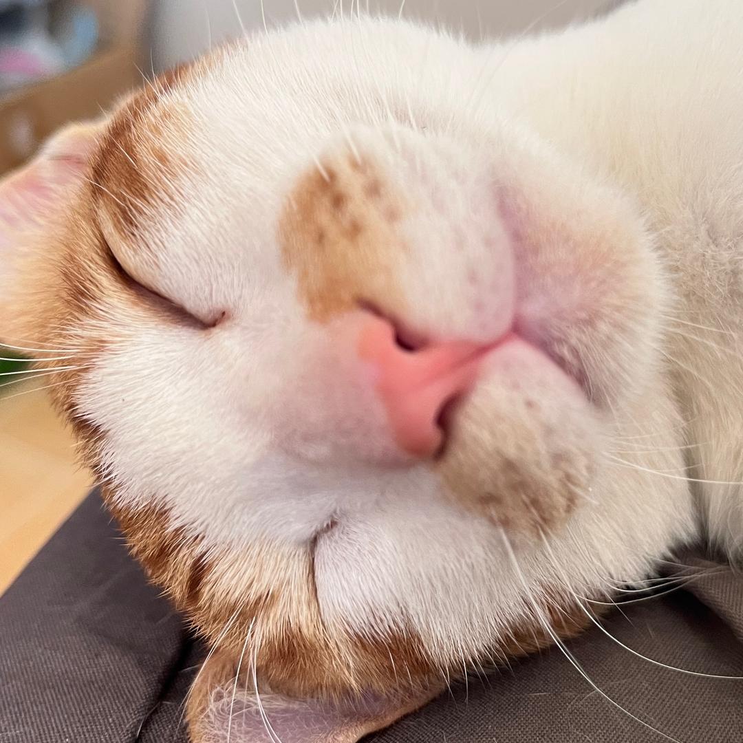 葵葵子不是猪（努力学📷版）