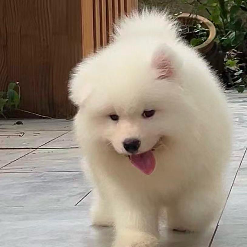 春春家的萨摩耶