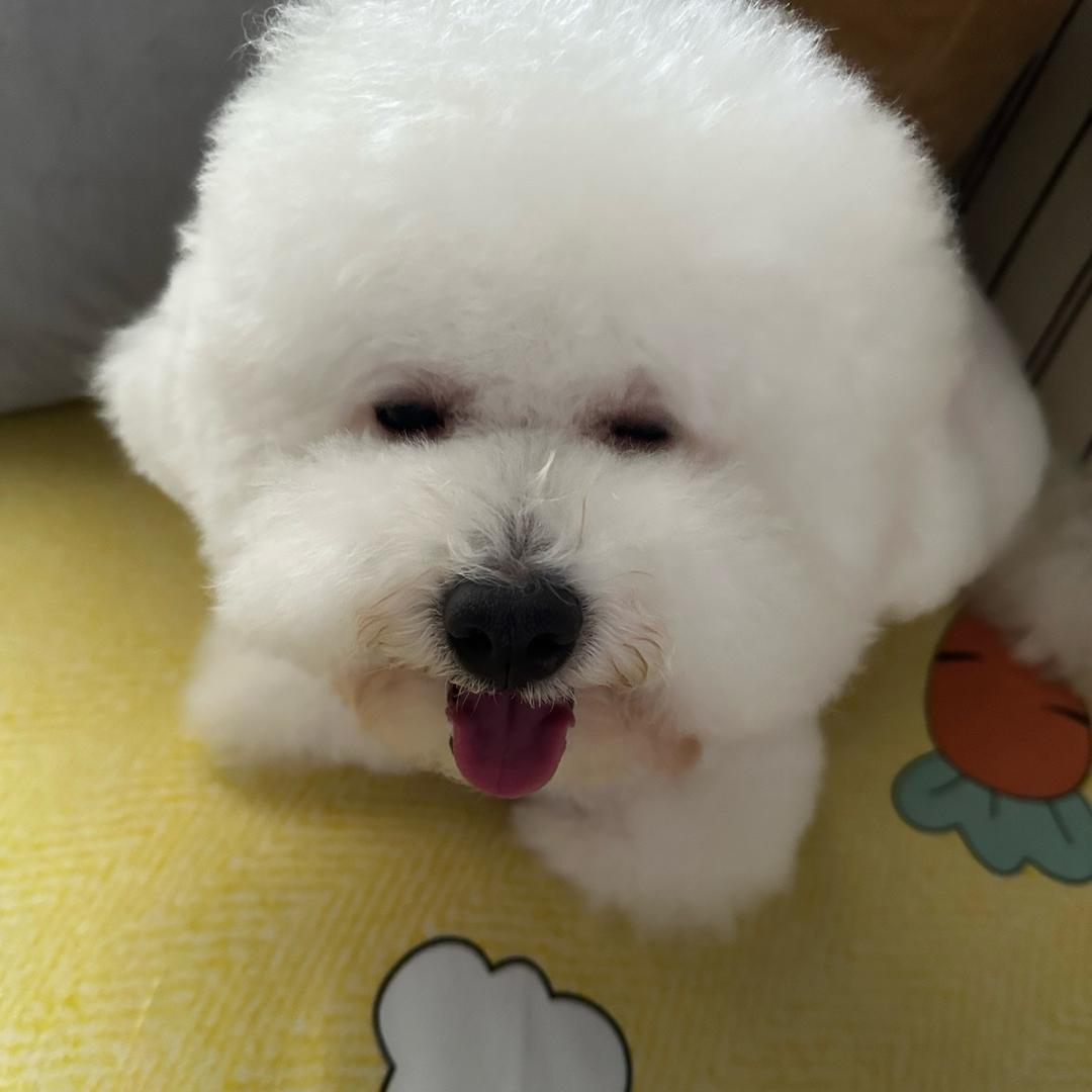 海大宝和派小星