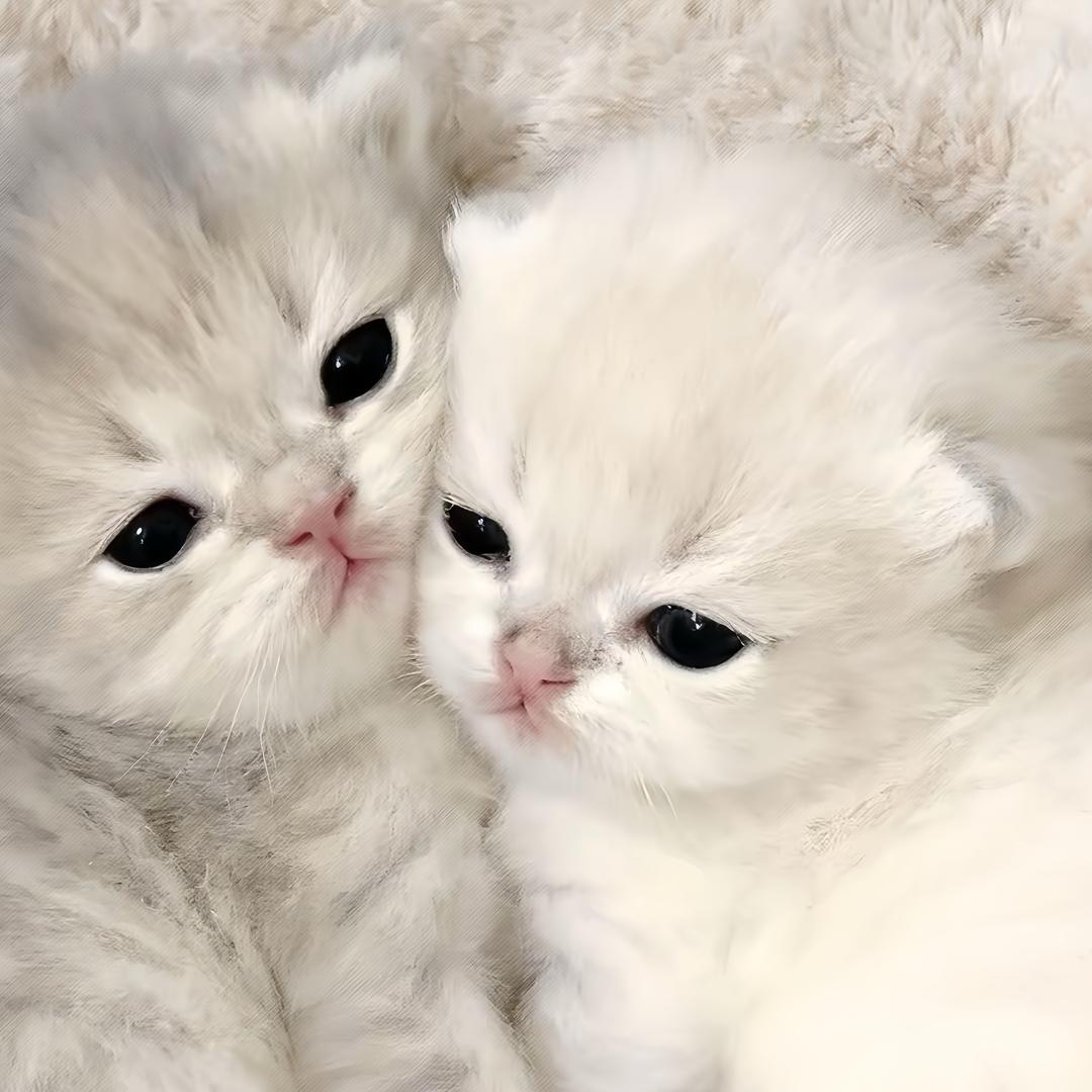 魏玲莹