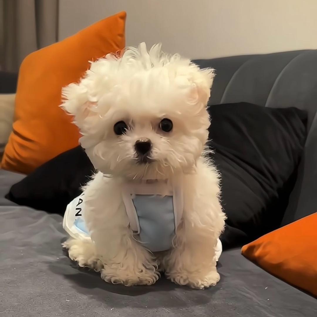 豆包日常生活🐶