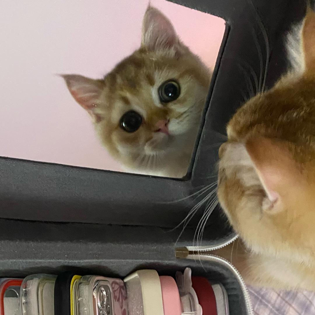 会飞会爬墙的黄油公主🐱