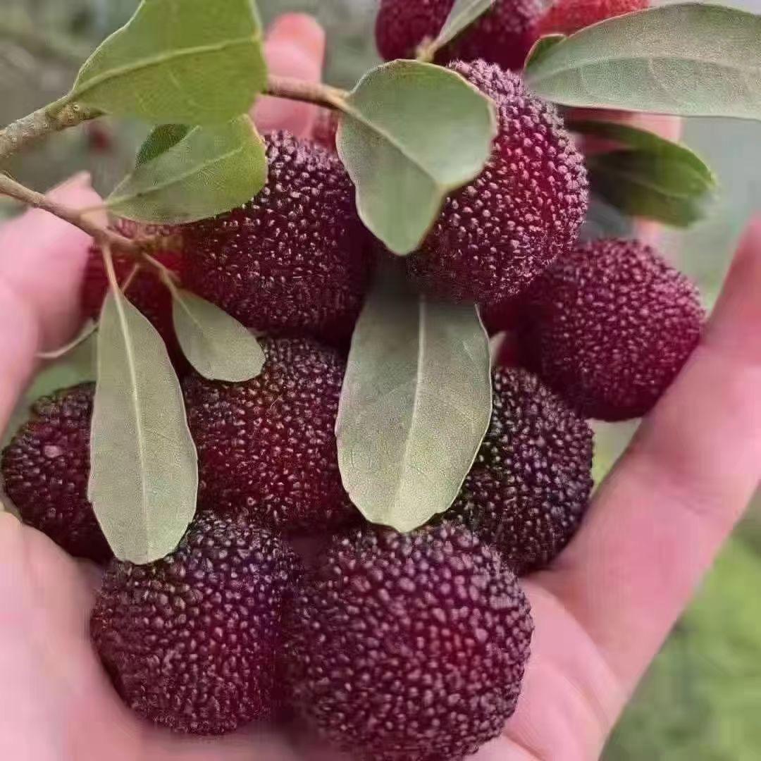 广西博白县凤山龙城杨梅山庄