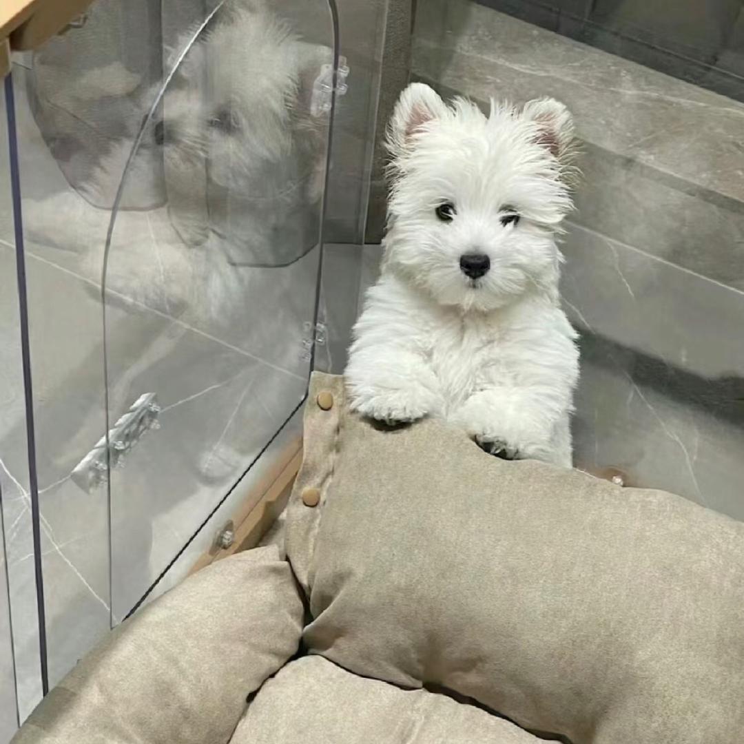 飞天精灵🧚‍♀️（买🐶私信）