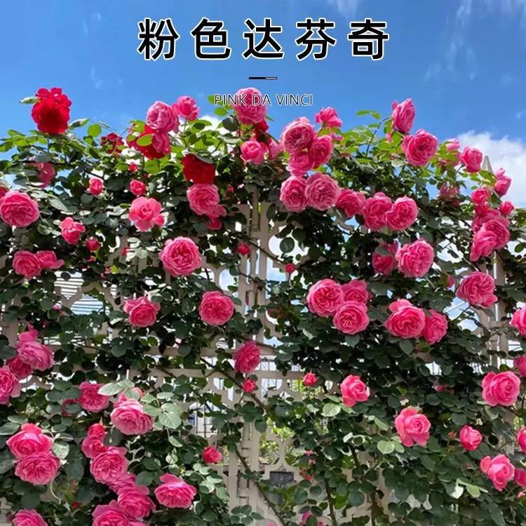 尚沭园花卉经营部授权号