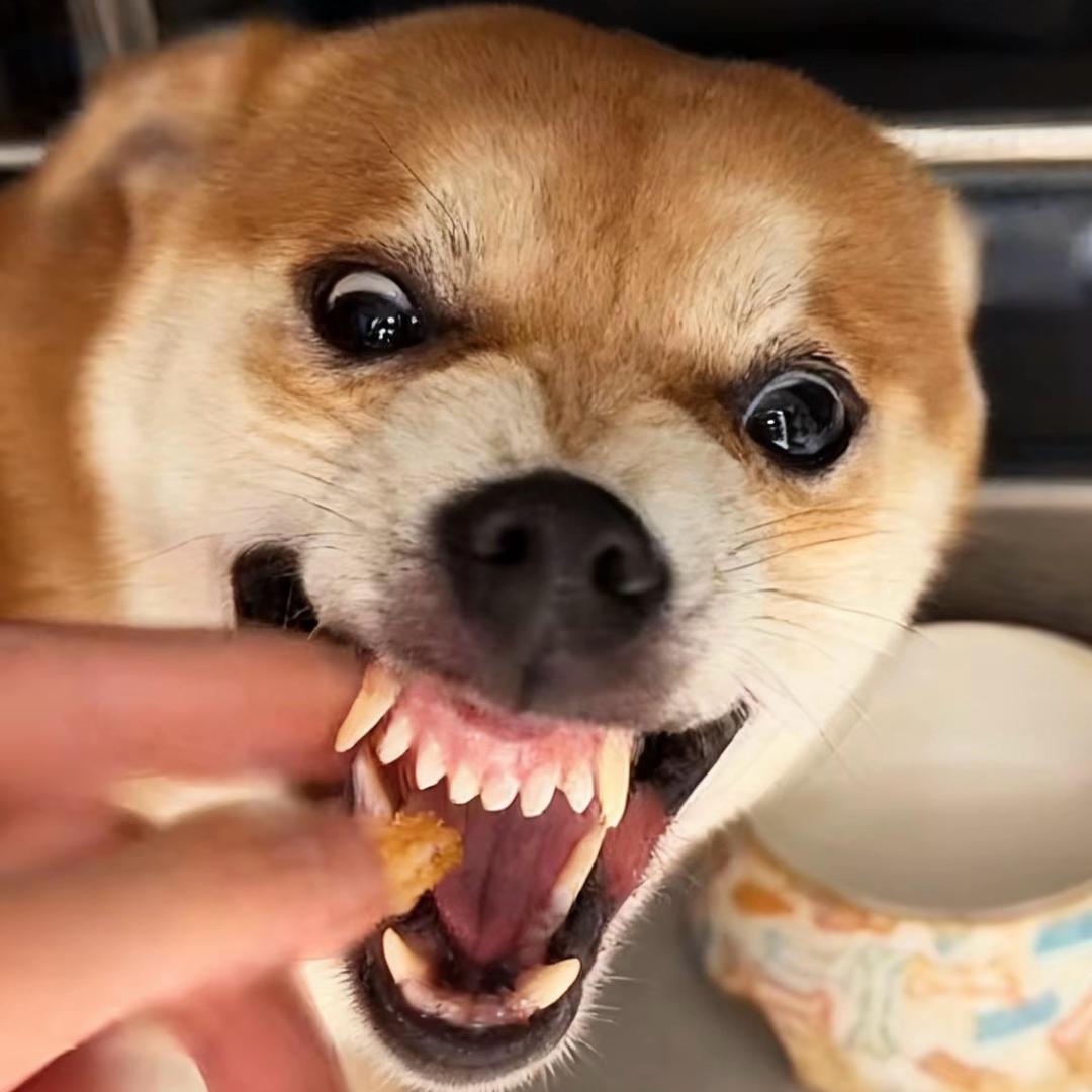 没晒得湿（迈巴赫）