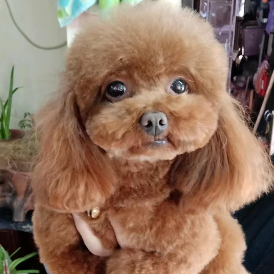 金子