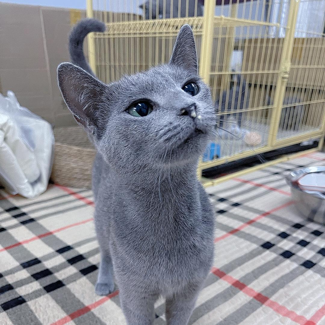 沈阳俄罗斯蓝猫-苏格兰梗