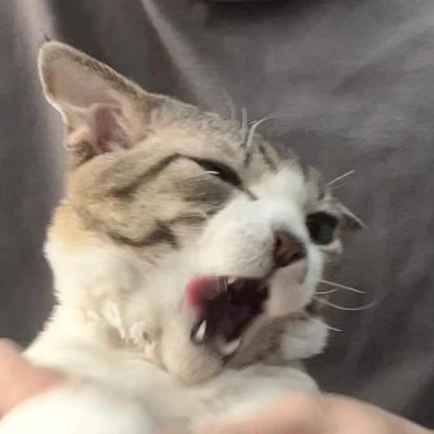 岱岳大叔的猫砂小店