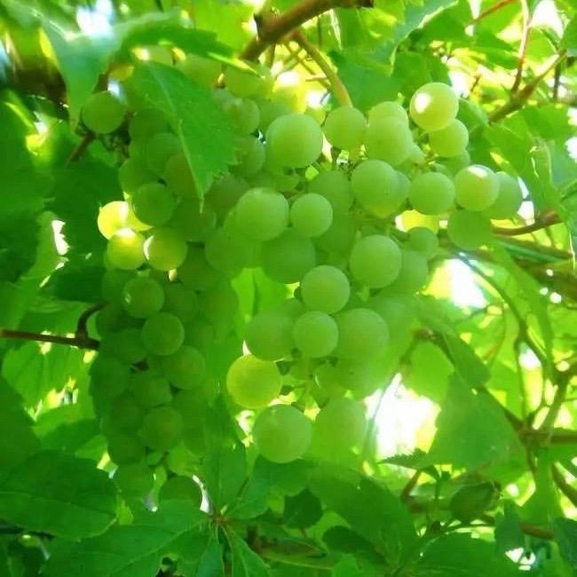 葡萄树2024