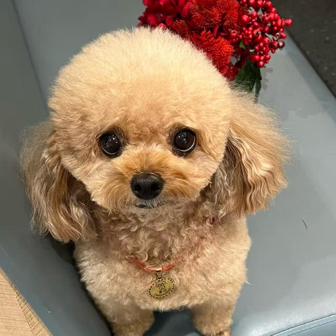 小女子🍊¹²⁰⁴