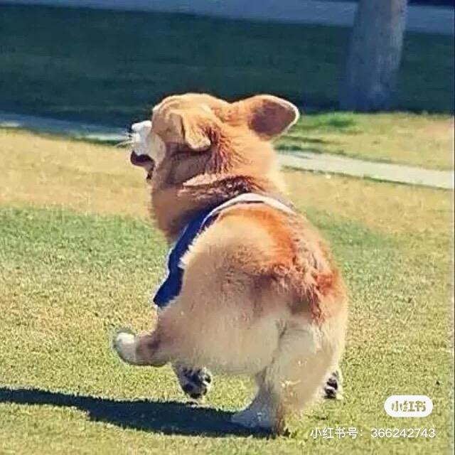 草莓清蒸青柠檬