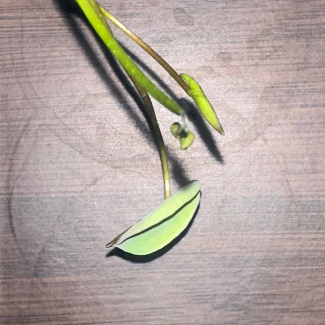 不知道起什么名字