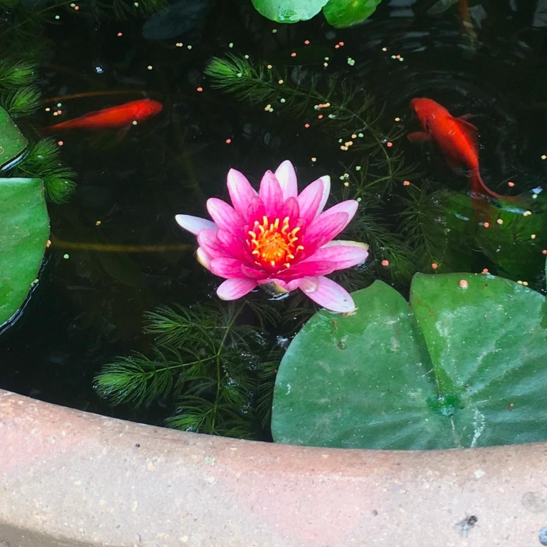 玫瑰花儿